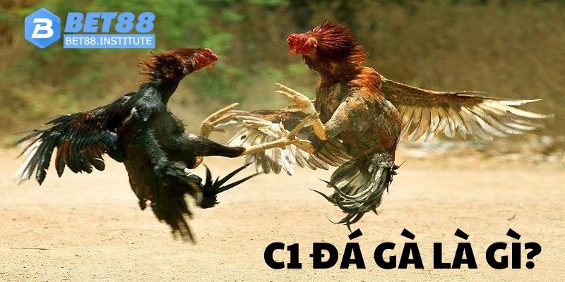 C1 đá gà giới thiệu là loại hình gì? 