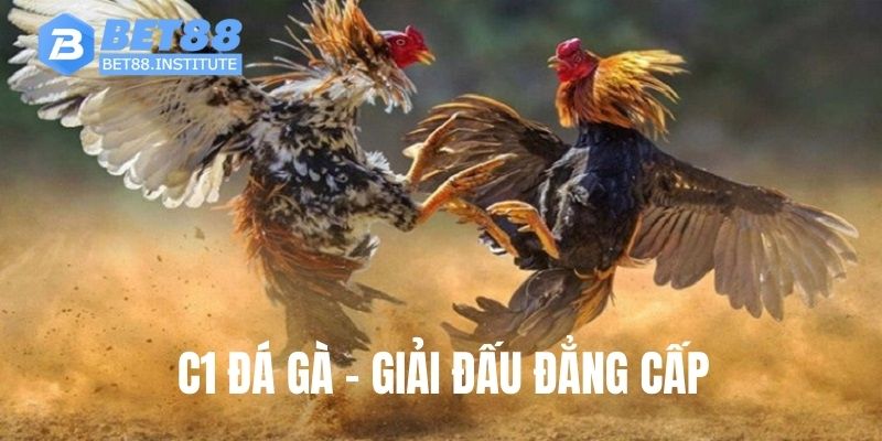 C1 Đá Gà BET88 Đẳng Cấp Chọi Kê Hấp Dẫn Mang Tầm Quốc Tế