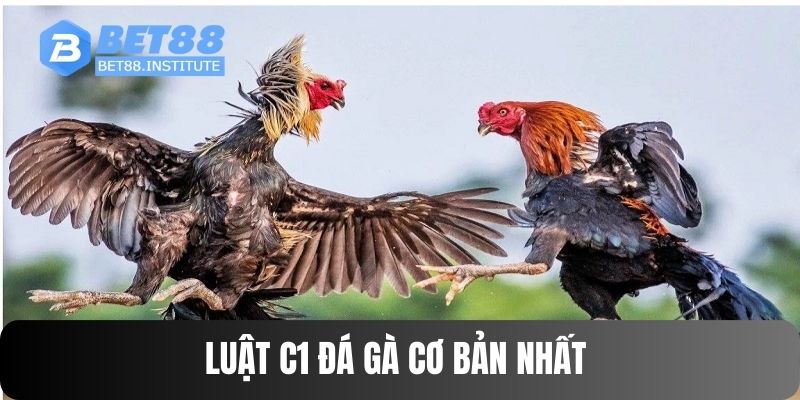 Luật đá gà cơ bản của giải đấu cúp C1 bạn cần nắm 