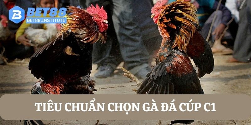 Tiêu chuẩn chọn kê đá gà cúp C1 là gì 